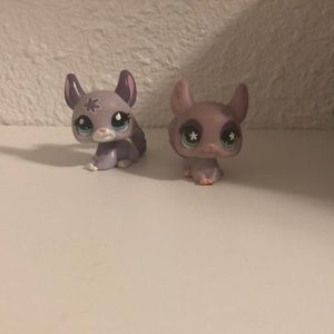LPS chinchillas